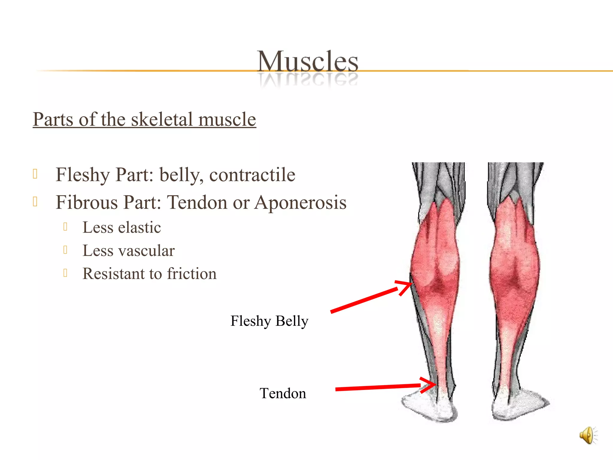 Parts of the skeletal muscle
 Fleshy Part: belly, contractile
 Fibrous Part: Tendon or Aponerosis
 Less elastic
 Less vascular
 Resistant to friction
Fleshy Belly
Tendon
 