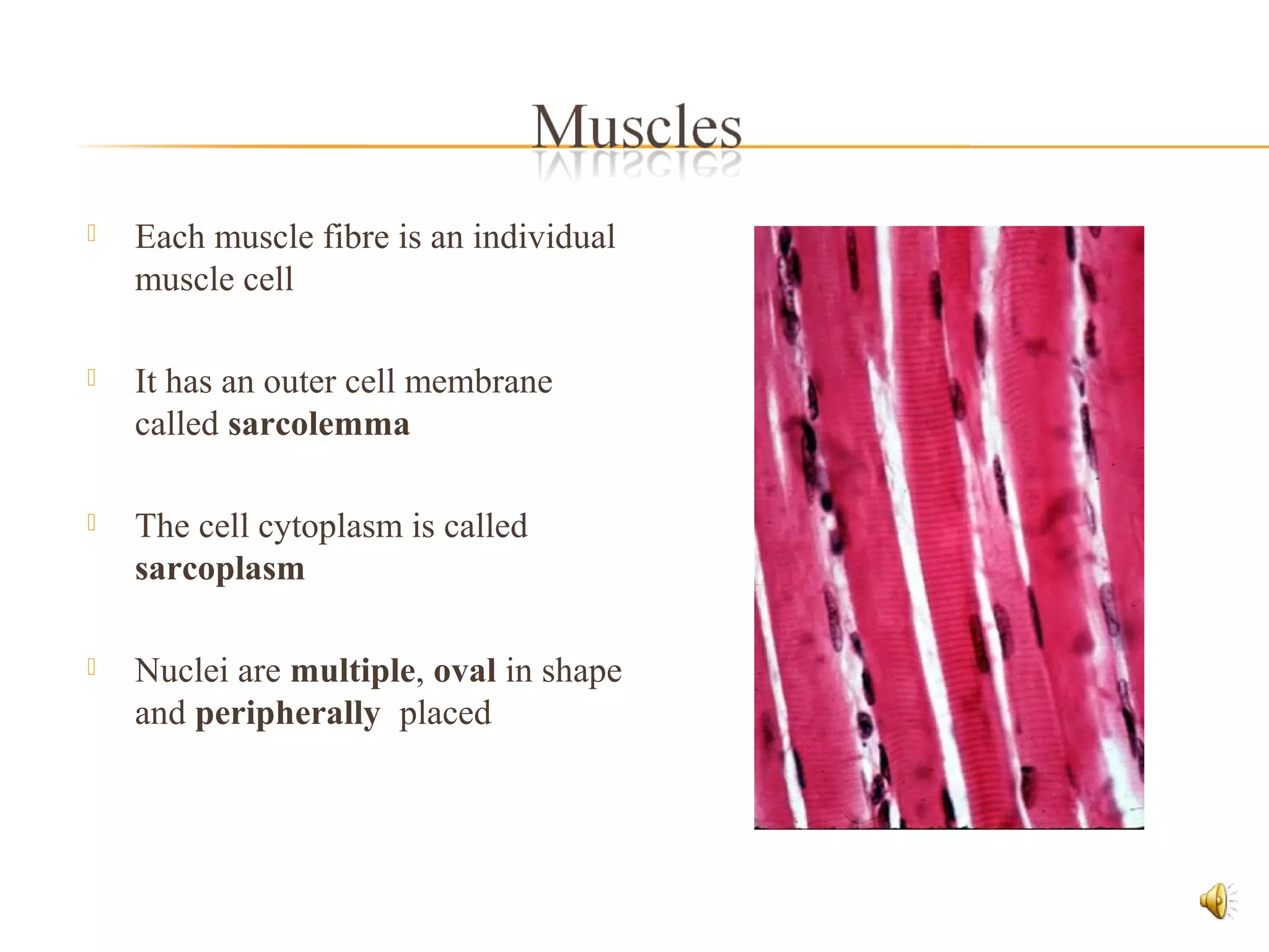  Each muscle fibre is an individual
muscle cell
 It has an outer cell membrane
called sarcolemma
 The cell cytoplasm is called
sarcoplasm
 Nuclei are multiple, oval in shape
and peripherally placed
 