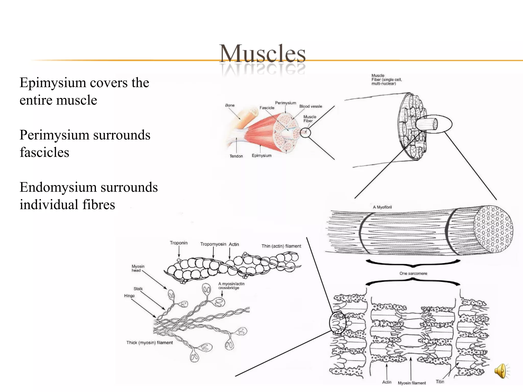Epimysium covers the
entire muscle
Perimysium surrounds
fascicles
Endomysium surrounds
individual fibres
 