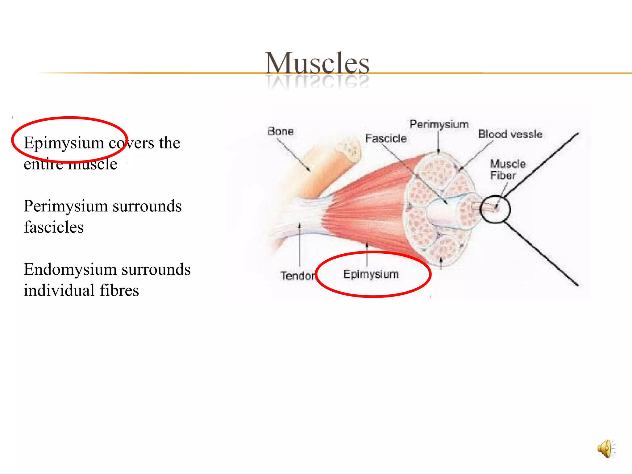 Epimysium covers the
entire muscle
Perimysium surrounds
fascicles
Endomysium surrounds
individual fibres
 