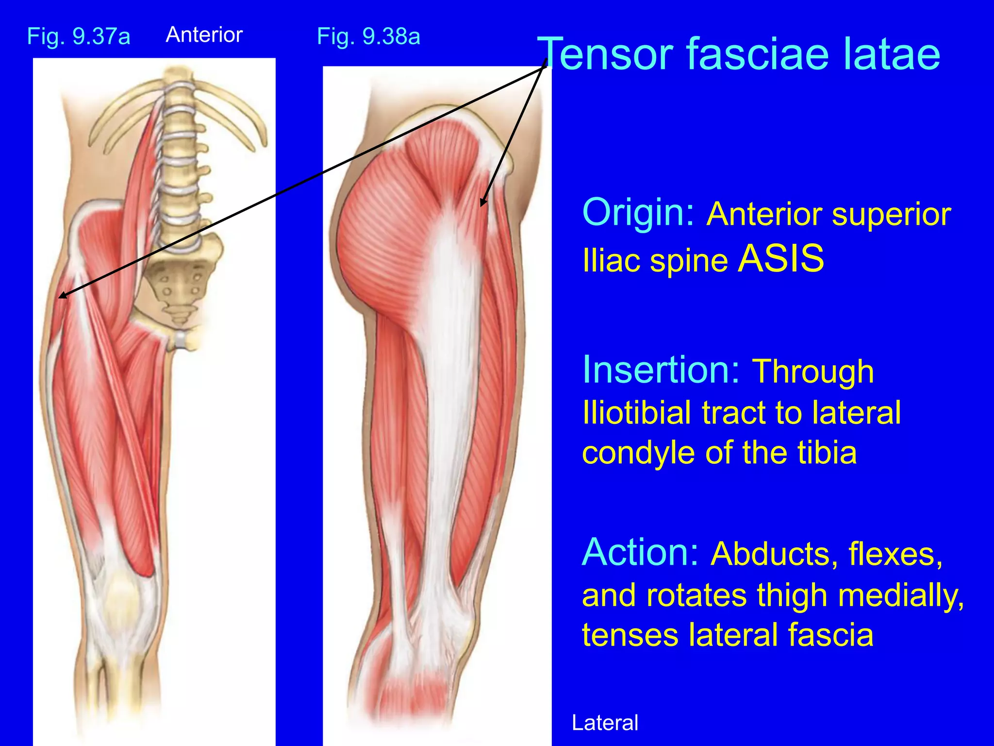 Muscles-Leg ppt | PDF