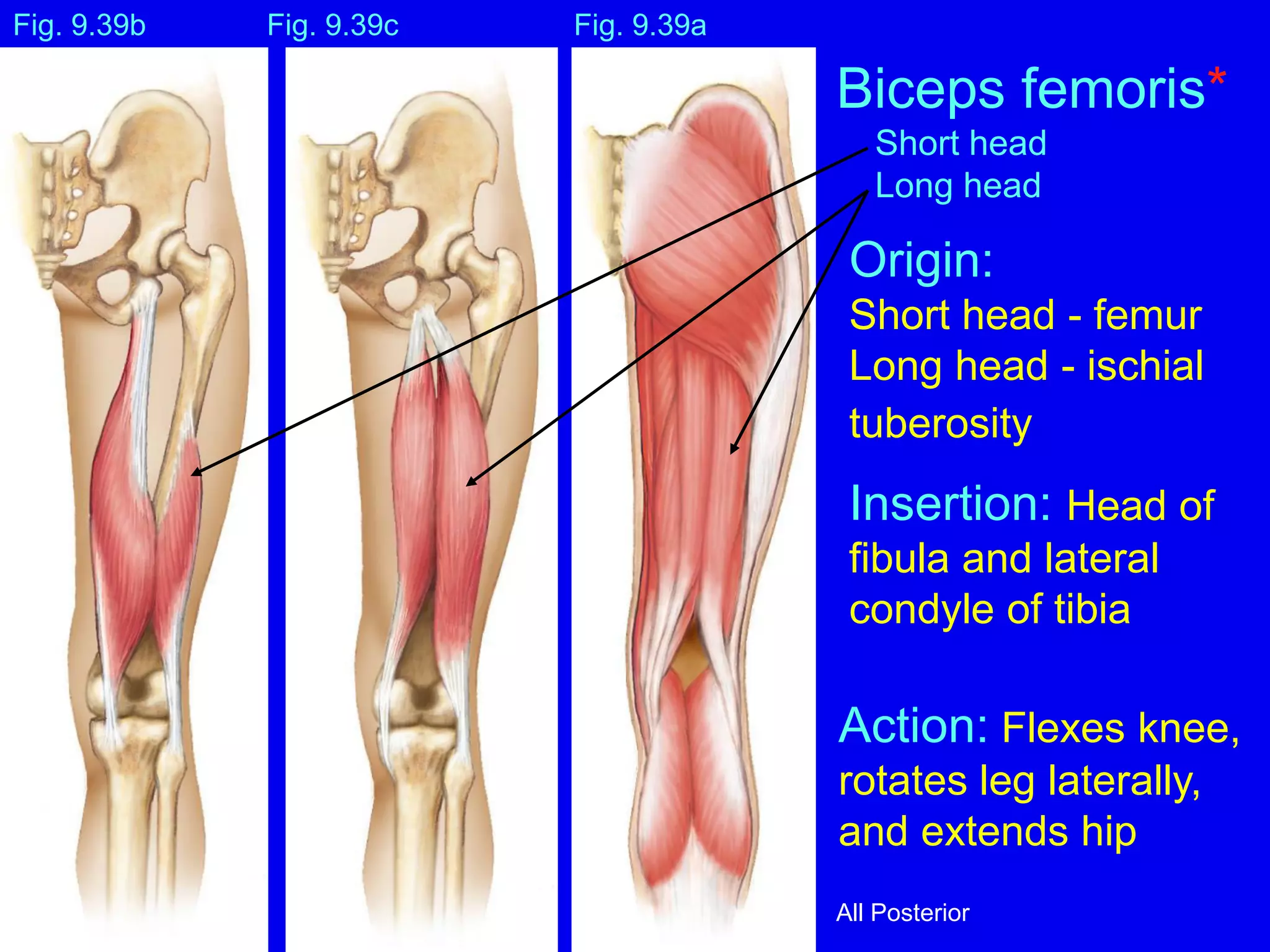 Muscles-Leg ppt | PDF