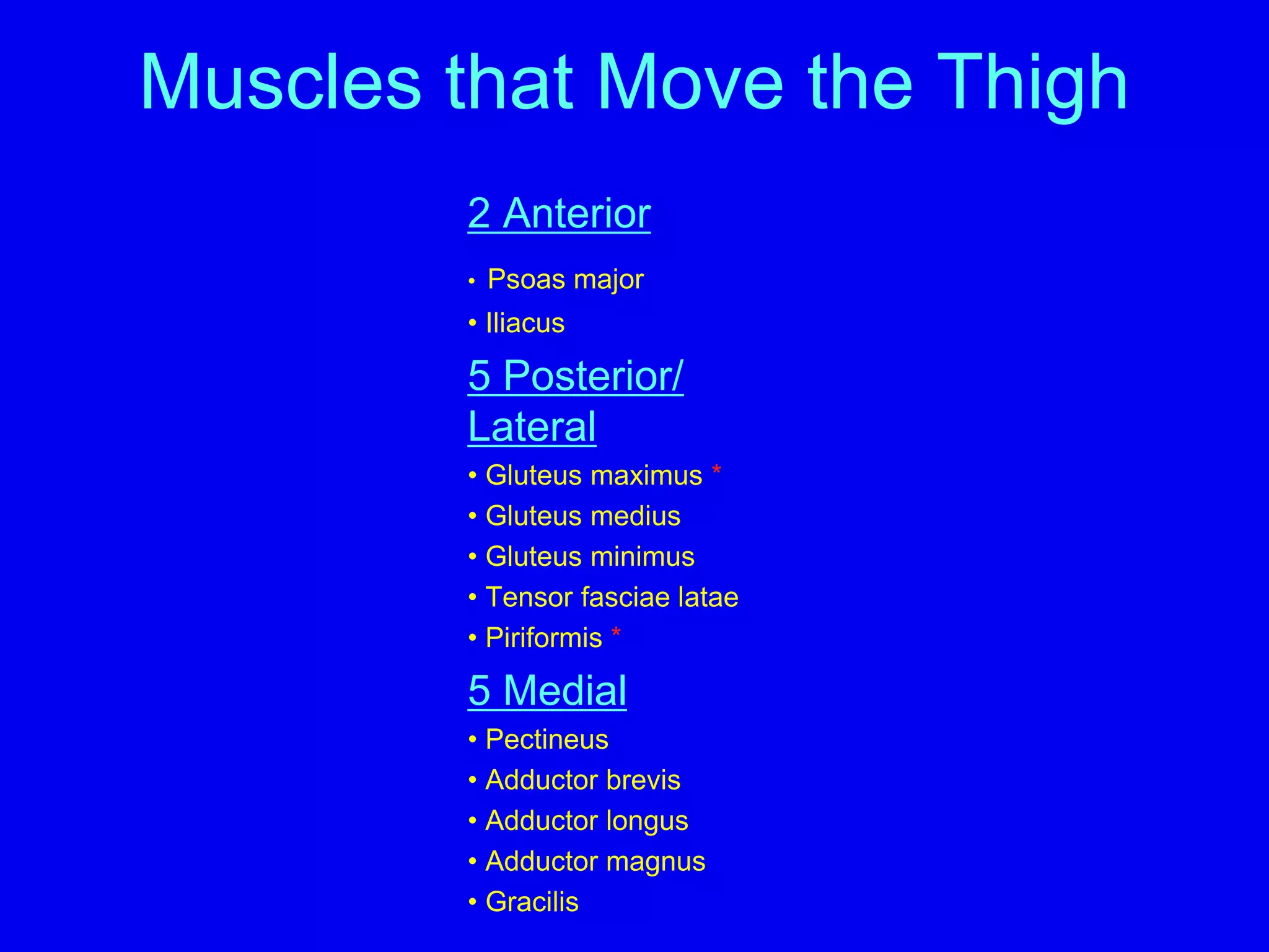 Muscles-Leg ppt | PDF