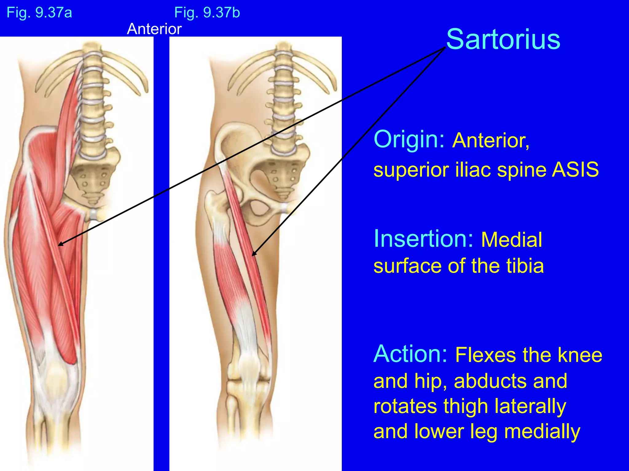 Muscles-Leg ppt | PDF