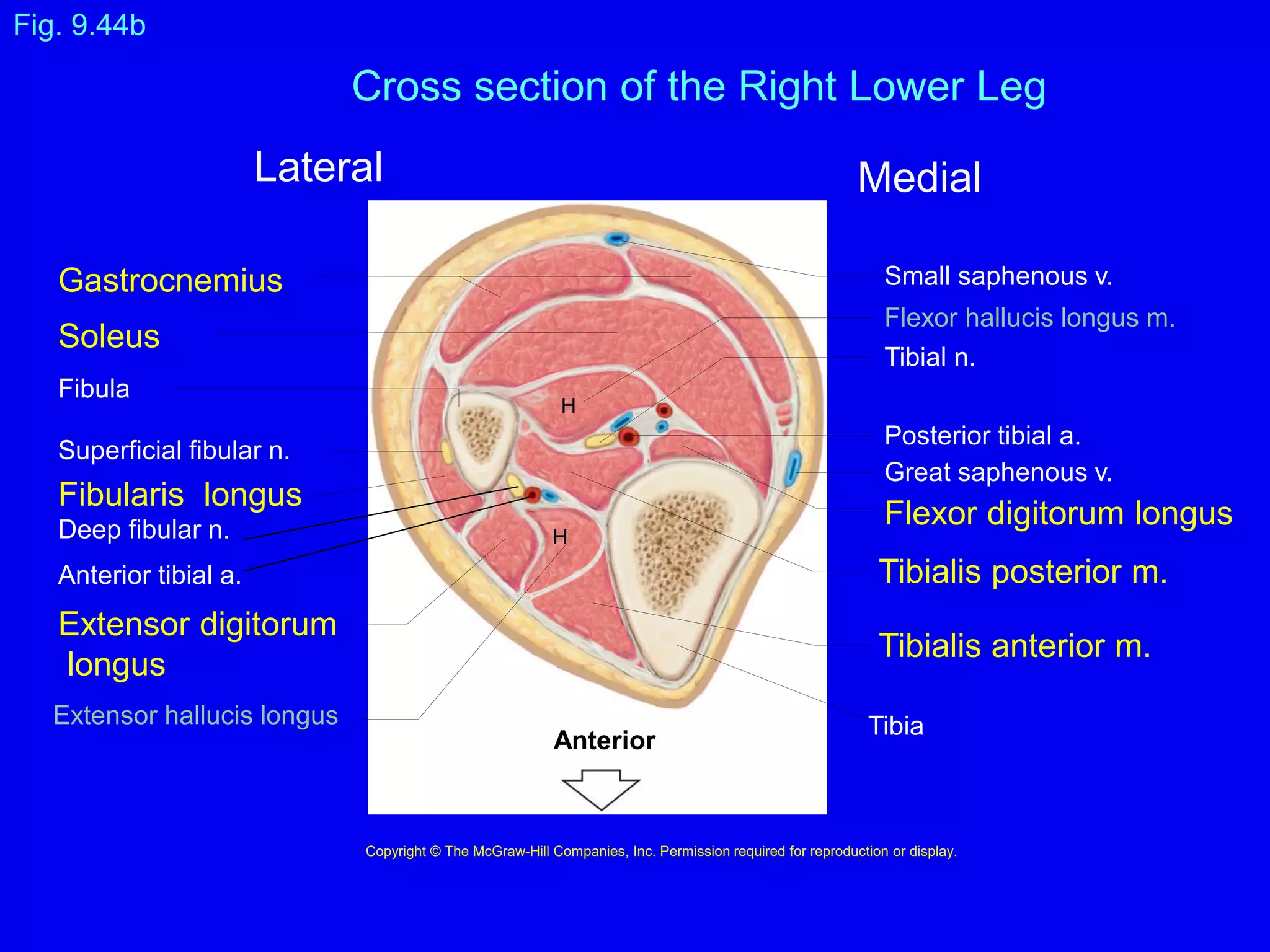 Muscles-Leg ppt | PDF