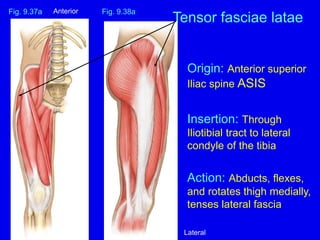 Origin: Anterior superior
Iliac spine ASIS
Insertion: Through
Iliotibial tract to lateral
condyle of the tibia
Action: Abducts, flexes,
and rotates thigh medially,
tenses lateral fascia
Fig. 9.37a
Tensor fasciae latae
Fig. 9.38a
Anterior
Lateral
 