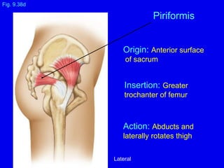 Origin: Anterior surface
of sacrum
Insertion: Greater
trochanter of femur
Action: Abducts and
laterally rotates thigh
Fig. 9.38d
Piriformis
Lateral
 