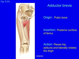 Origin: Pubic bone
Insertion: Posterior surface
of femur
Action: Flexes hip,
adducts and laterally rotates
the thigh
Fig. 9.37c
Adductor brevis
Anterior
 