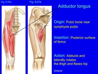 Origin: Pubic bone near
symphysis pubis
Insertion: Posterior surface
of femur
Action: Adducts and
laterally rotates
the thigh and flexes hip
Fig. 9.37a
Adductor longus
Fig. 9.37d
Anterior
 