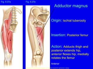 Fig. 9.37e
Copyright © The McGraw-Hill Companies, Inc. Permission required for reproduction or display.
Adductor magnus
Fig. 9.37a
Origin: Ischial tuberosity
Insertion: Posterior femur
Action: Adducts thigh and
posterior extends hip,
anterior flexes hip, medially
rotates the femur
Anterior
 
