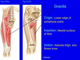 Origin: Lower edge of
symphysis pubis
Insertion: Medial surface
of tibia
Action: Adducts thigh, and
flexes knee
Fig. 9.37a
Gracilis
Fig. 9.37c
Anterior
 