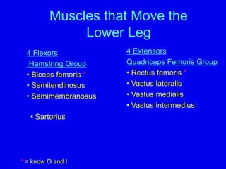 Muscles that Move the
Lower Leg
4 Flexors
Hamstring Group
• Biceps femoris *
• Semitendinosus
• Semimembranosus
4 Extensors
Quadriceps Femoris Group
• Rectus femoris *
• Vastus lateralis
• Vastus medialis
• Vastus intermedius
• Sartorius
* = know O and I
 