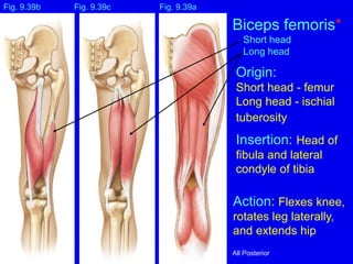 Origin:
Short head - femur
Long head - ischial
tuberosity
Insertion: Head of
fibula and lateral
condyle of tibia
Action: Flexes knee,
rotates leg laterally,
and extends hip
Fig. 9.39c
Biceps femoris*
Short head
Long head
Fig. 9.39a
Fig. 9.39b
All Posterior
 