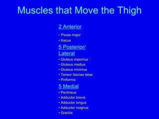 Muscles that Move the Thigh
2 Anterior
• Psoas major
• Iliacus
5 Posterior/
Lateral
• Gluteus maximus *
• Gluteus medius
• Gluteus minimus
• Tensor fasciae latae
• Piriformis *
5 Medial
• Pectineus
• Adductor brevis
• Adductor longus
• Adductor magnus
• Gracilis
 