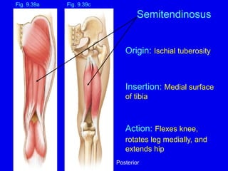 Origin: Ischial tuberosity
Insertion: Medial surface
of tibia
Action: Flexes knee,
rotates leg medially, and
extends hip
Fig. 9.39c
Fig. 9.39a
Semitendinosus
Posterior
 