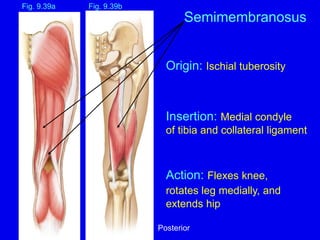 Origin: Ischial tuberosity
Insertion: Medial condyle
of tibia and collateral ligament
Action: Flexes knee,
rotates leg medially, and
extends hip
Fig. 9.39b
Semimembranosus
Fig. 9.39a
Posterior
 
