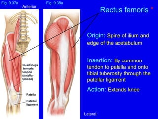 Origin: Spine of ilium and
edge of the acetabulum
Insertion: By common
tendon to patella and onto
tibial tuberosity through the
patellar ligament
Action: Extends knee
Fig. 9.37a
Rectus femoris *
Fig. 9.38a
Patella
Patellar
ligament
Quadriceps
femoris
tendon
(patellar
tendon)
Anterior
Lateral
 