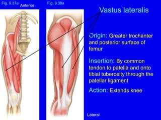 Origin: Greater trochanter
and posterior surface of
femur
Insertion: By common
tendon to patella and onto
tibial tuberosity through the
patellar ligament
Action: Extends knee
Fig. 9.37a Fig. 9.38a
Vastus lateralis
Anterior
Lateral
 