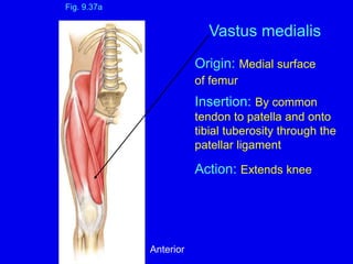Origin: Medial surface
of femur
Insertion: By common
tendon to patella and onto
tibial tuberosity through the
patellar ligament
Action: Extends knee
Fig. 9.37a
Vastus medialis
Anterior
 