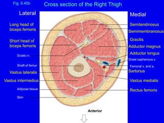 Fig. 9.40b
Gracilis
Semimembranosus
Semitendinosus
Sartorius
Vastus medialis
Rectus femoris
Adipose tissue
Skin
Adductor magnus
Adductor longus
Great saphenous v.
Femoral v. and a.
Vastus intermedius
Shaft of femur
Sciatic n.
Vastus lateralis
Lateral Medial
Anterior
Long head of
biceps femoris
Short head of
biceps femoris
Cross section of the Right Thigh
 