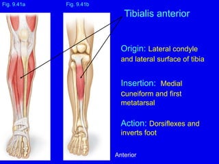 Origin: Lateral condyle
and lateral surface of tibia
Insertion: Medial
cuneiform and first
metatarsal
Action: Dorsiflexes and
inverts foot
Fig. 9.41a
Tibialis anterior
Fig. 9.41b
Anterior
 