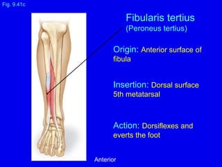 Origin: Anterior surface of
fibula
Insertion: Dorsal surface
5th metatarsal
Action: Dorsiflexes and
everts the foot
Fig. 9.41c
Fibularis tertius
(Peroneus tertius)
Anterior
 