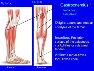 Origin: Lateral and medial
condyles of the femur
Insertion: Posterior
surface of the calcaneus
via Achilles or calcaneal
tendon
Action: Plantar flexes
foot, flexes knee
Fig. 9.43a
Gastrocnemius *
Medial head
Lateral head
Fig. 9.42a
Lateral Posterior
 