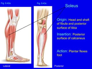 Origin: Head and shaft
of fibula and posterior
surface of tibia
Insertion: Posterior
surface of calcaneus
Action: Plantar flexes
foot
Fig. 9.43c
Soleus
Fig. 9.42a
Lateral Posterior
 