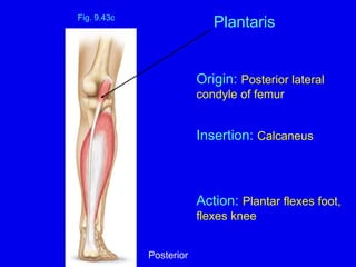 Origin: Posterior lateral
condyle of femur
Insertion: Calcaneus
Action: Plantar flexes foot,
flexes knee
Fig. 9.43c
Plantaris
Posterior
 