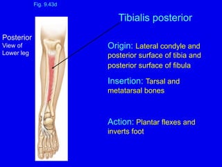 Origin: Lateral condyle and
posterior surface of tibia and
posterior surface of fibula
Insertion: Tarsal and
metatarsal bones
Action: Plantar flexes and
inverts foot
Fig. 9.43d
Tibialis posterior
Posterior
View of
Lower leg
 