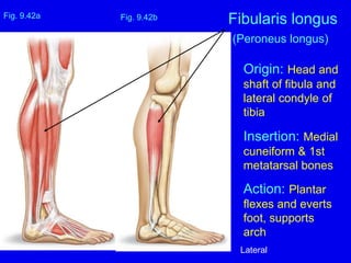 Origin: Head and
shaft of fibula and
lateral condyle of
tibia
Insertion: Medial
cuneiform & 1st
metatarsal bones
Action: Plantar
flexes and everts
foot, supports
arch
Fig. 9.42a
Fibularis longus
(Peroneus longus)
Fig. 9.42b
Lateral
 