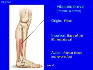 Origin: Fibula
Insertion: Base of the
fifth metatarsal
Action: Plantar flexes
and everts foot
Fig. 9.42c
Fibularis brevis
(Peroneus brevis)
Lateral
 