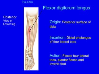 Origin: Posterior surface of
tibia
Insertion: Distal phalanges
of four lateral toes
Action: Flexes four lateral
toes, plantar flexes and
inverts foot
Fig. 9.43e
Flexor digitorum longus
Posterior
View of
Lower leg
 