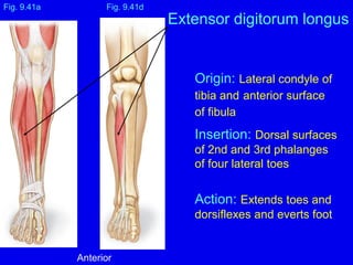 Origin: Lateral condyle of
tibia and anterior surface
of fibula
Insertion: Dorsal surfaces
of 2nd and 3rd phalanges
of four lateral toes
Action: Extends toes and
dorsiflexes and everts foot
Fig. 9.41a
Extensor digitorum longus
Fig. 9.41d
Anterior
 