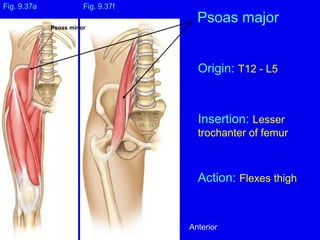 Origin: T12 - L5
Insertion: Lesser
trochanter of femur
Action: Flexes thigh
Fig. 9.37a
Psoas major
Fig. 9.37f
Psoas minor
Anterior
 