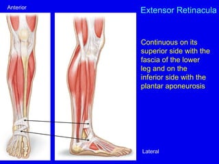 Extensor Retinacula
Continuous on its
superior side with the
fascia of the lower
leg and on the
inferior side with the
plantar aponeurosis
Anterior
Lateral
 