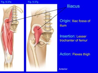 Origin: Iliac fossa of
ilium
Insertion: Lesser
trochanter of femur
Action: Flexes thigh
Fig. 9.37a
Iliacus
Fig. 9.37g
Anterior
 