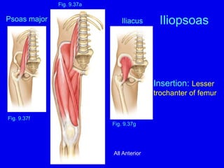 Iliopsoas
Psoas major Iliacus
Insertion: Lesser
trochanter of femur
Fig. 9.37f
Fig. 9.37g
Fig. 9.37a
All Anterior
 