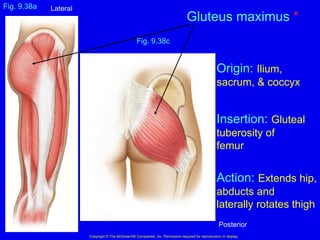 Fig. 9.38c
Copyright © The McGraw-Hill Companies, Inc. Permission required for reproduction or display.
Gluteus maximus *
Fig. 9.38a
Origin: Ilium,
sacrum, & coccyx
Insertion: Gluteal
tuberosity of
femur
Action: Extends hip,
abducts and
laterally rotates thigh
Lateral
Posterior
 