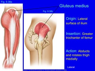 Fig. 9.38b
Gluteus medius
Copyright © The McGraw-Hill Companies, Inc. Permission required for reproduction or display.
Fig. 9.38a
Origin: Lateral
surface of ilium
Insertion: Greater
trochanter of femur
Action: Abducts
and rotates thigh
medially
Lateral
 