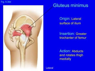 Fig. 9.38d
Gluteus minimus
Origin: Lateral
surface of ilium
Insertion: Greater
trochanter of femur
Action: Abducts
and rotates thigh
medially
Lateral
 