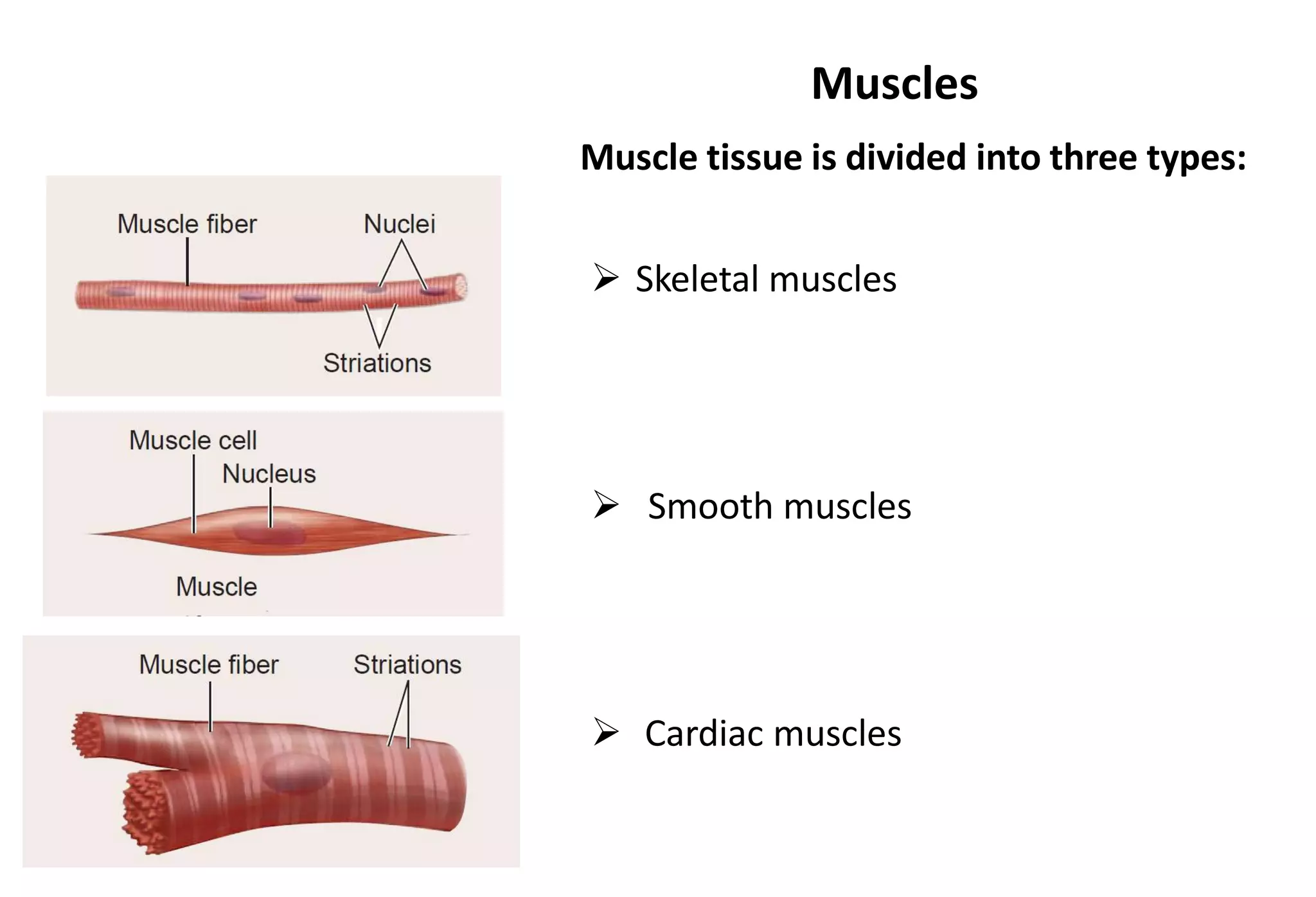 Type 1 Muscles Examples Muscles | PPTX