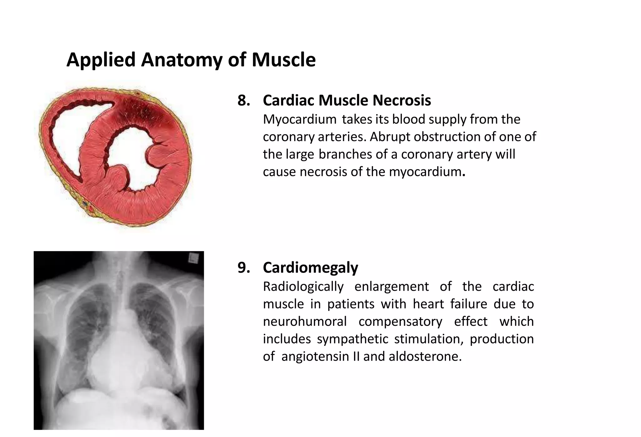 Muscles | PPTX
