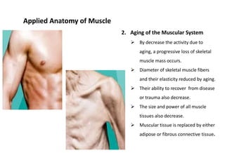 Muscles | PPTX