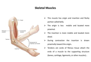Muscle Cords Muscles | PPTX