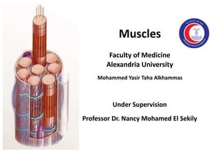Faculty of Medicine
Alexandria University
Mohammed Yasir Taha Alkhammas
Muscles
Under Supervision
Professor Dr. Nancy Mohamed El Sekily
 