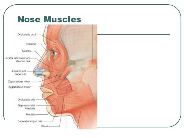 Nose muscles diagram