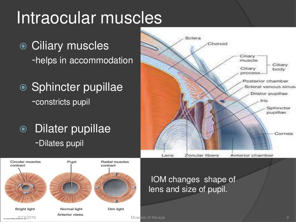 Muscles of the eye