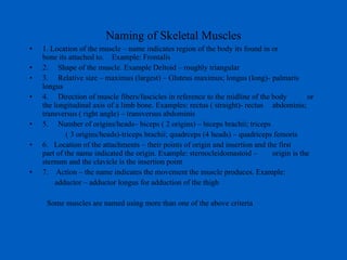 Naming of Skeletal Muscles 1. Location of the muscle – name indicates region of the body its found in or  bone its attached to.  Example: Frontalis 2.  Shape of the muscle. Example Deltoid – roughly triangular 3.  Relative size – maximus (largest) – Gluteus maximus; longus (long)- palmaris longus 4.  Direction of muscle fibers/fascicles in reference to the midline of the body  or the longitudinal axis of a limb bone. Examples: rectus ( straight)- rectus  abdominis; transversus ( right angle) – transversus abdominis 5.  Number of origins/heads– biceps ( 2 origins) – biceps brachii; triceps ( 3 origins/heads)-triceps brachii; quadrceps (4 heads) – quadriceps femoris 6.  Location of the attachments – their points of origin and insertion and the first  part of the name indicated the origin. Example: sternocleidomastoid –  origin is the sternum and the clavicle is the insertion point 7.  Action – the name indicates the movement the muscle produces. Example:  adductor – adductor longus for adduction of the thigh Some muscles are named using more than one of the above criteria 