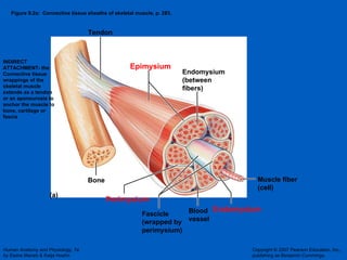 Figure 9.2a:  Connective tissue sheaths of skeletal muscle, p. 283. (a) Bone Perimysium Endomysium Blood vessel Muscle fiber (cell) Fascicle (wrapped by perimysium) Endomysium (between fibers) Epimysium Tendon INDIRECT ATTACHMENT- the  Connective tissue wrappings of the skeletal muscle extends as a tendon or an aponeurosis to anchor the muscle to bone, cartilage or fascia 